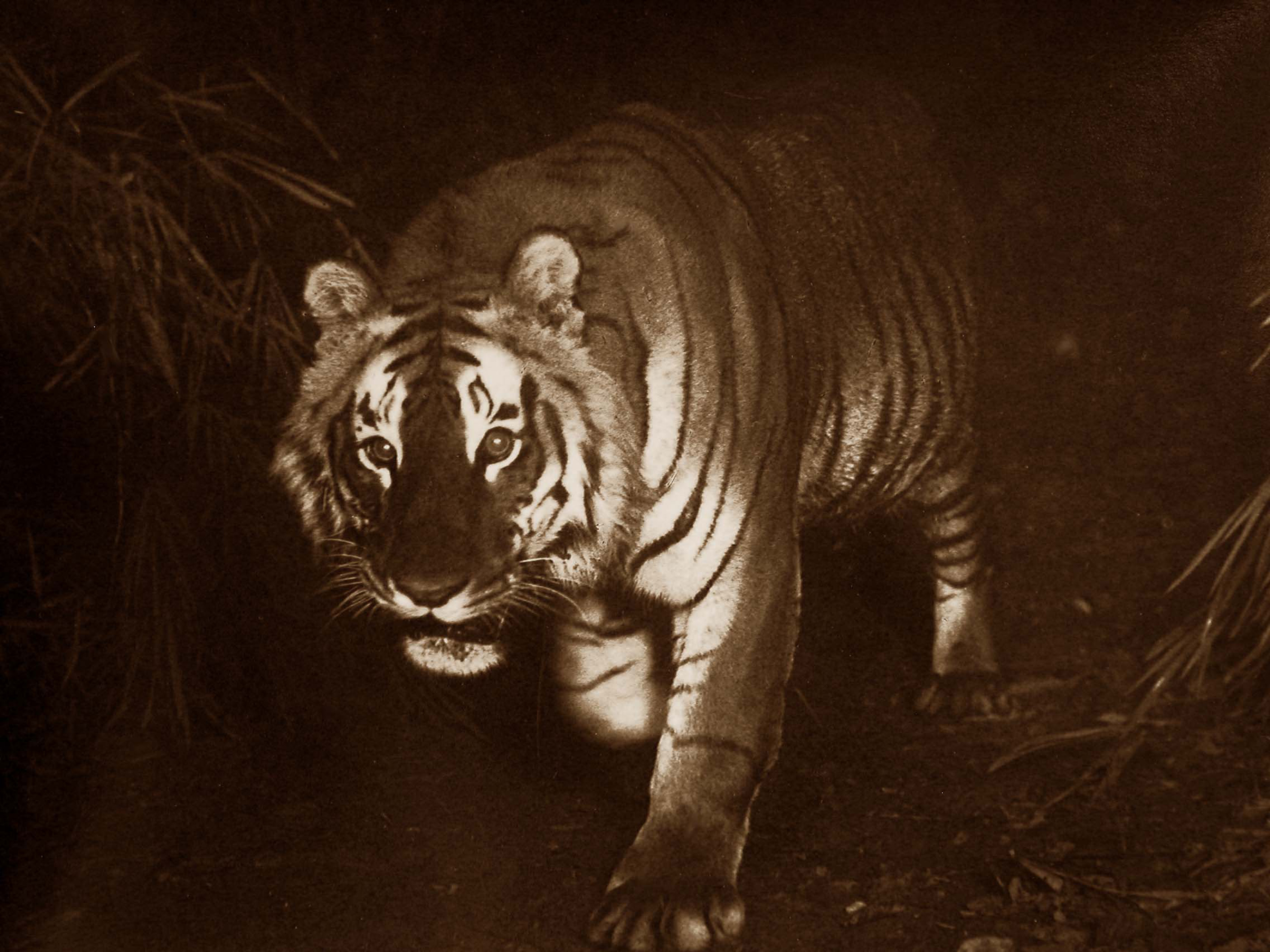 Tiger photograph FW Champion